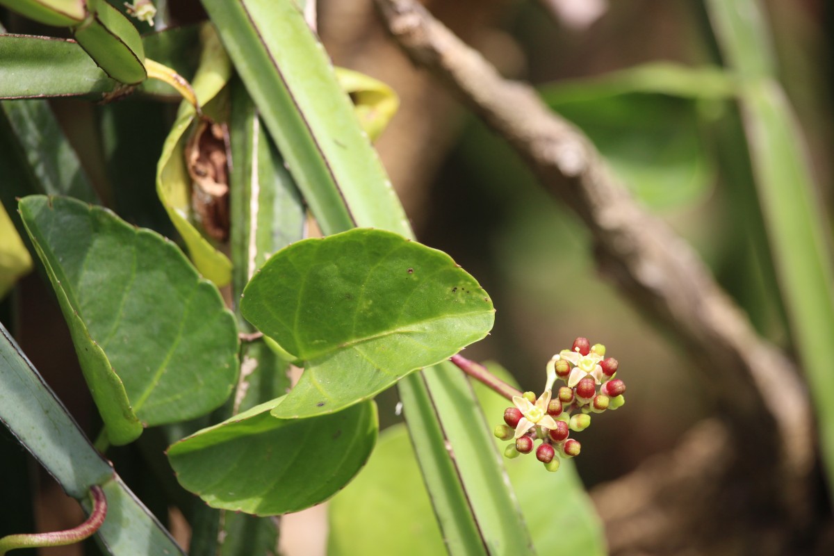 Cissus quadrangularis L.